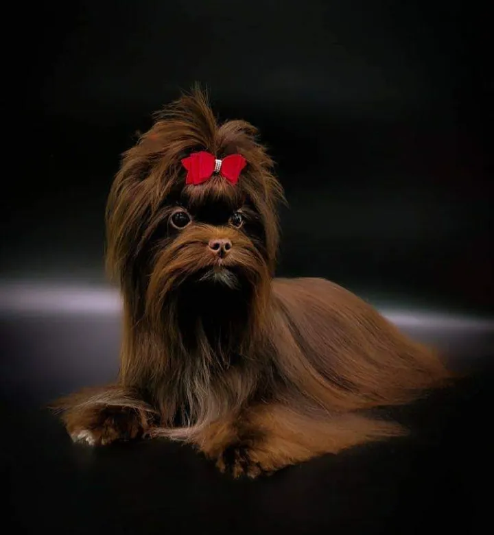 Rare Chocolate Yorkie with deep brown coat and gold points