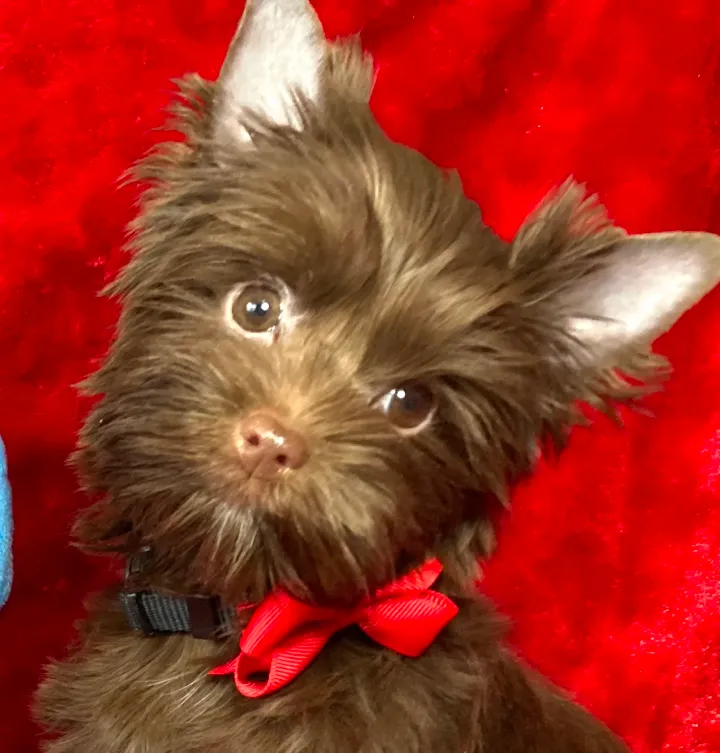 Close up of Chocolate Yorkie puppy with brown nose and expressive eyes
