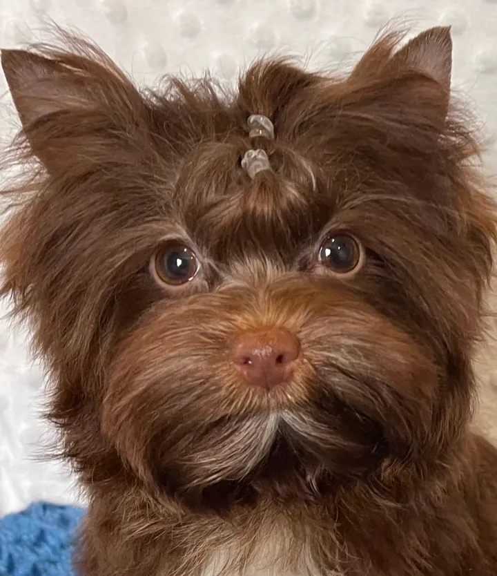 Bitter Chocolate Yorkie with dark chocolate coat and no gold