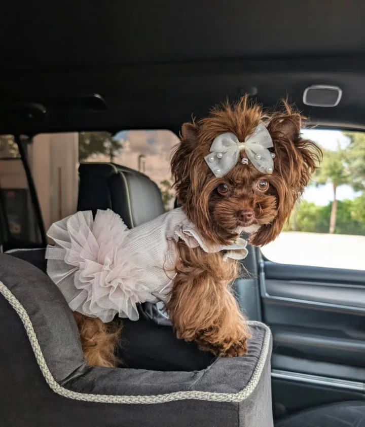 Chocolate Yorkie companion traveling in car