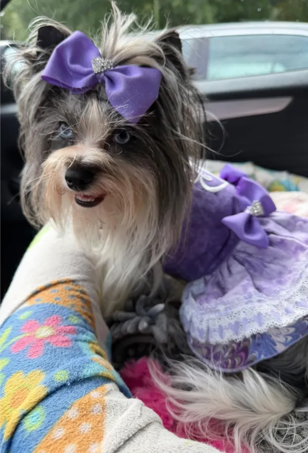 Merle Yorkie with purple dress and blue eye