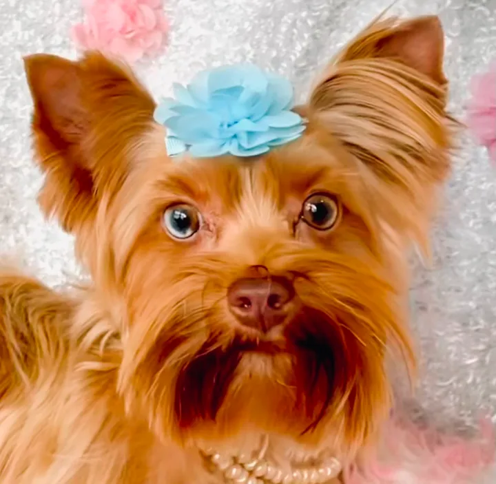 Gold Dust Merle Yorkie puppy with masked merle pattern