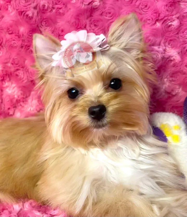 Rare Merle Yorkie puppy from Elite Yorkies and Biewers
