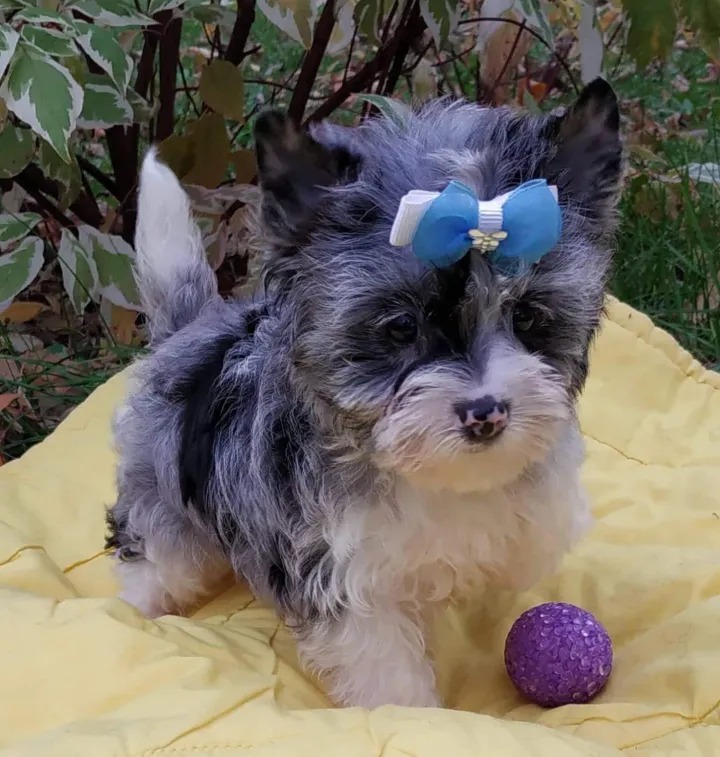 Black Merle Yorkie with soft merle coat dilution