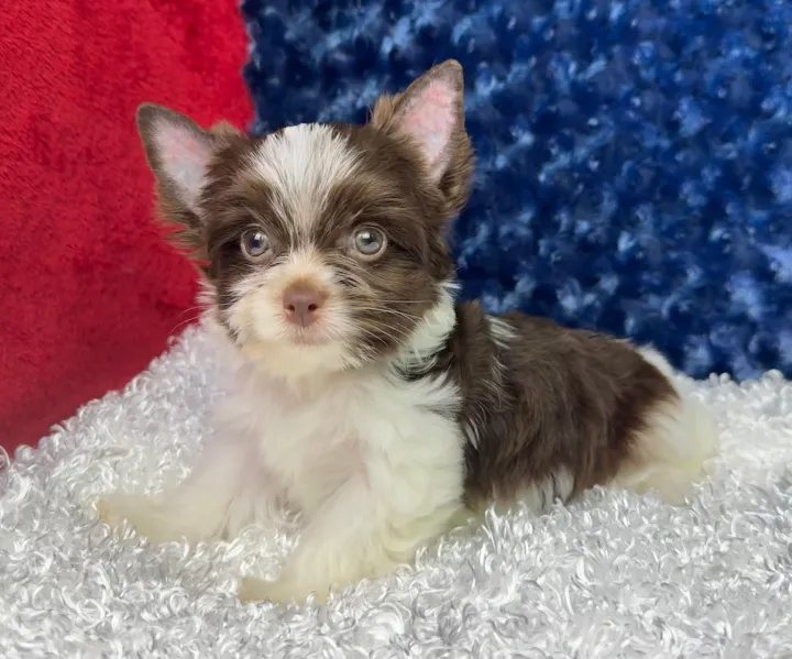 Chocolate Merle no gold Yorkie puppy