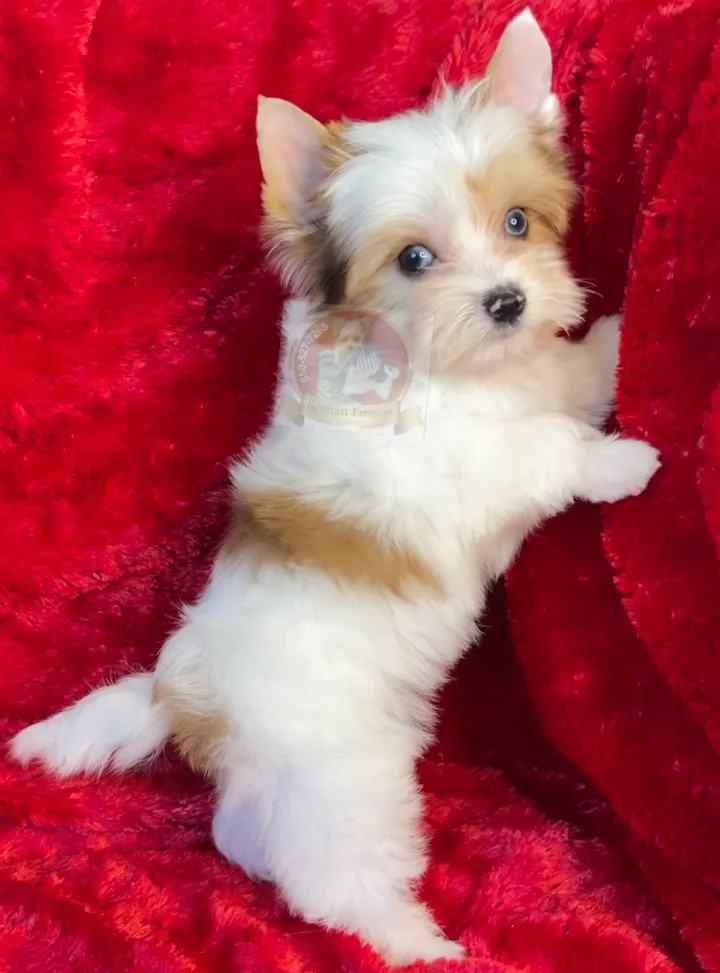 Chocolate Ocean Pearl Merle Yorkie with rare coloring
