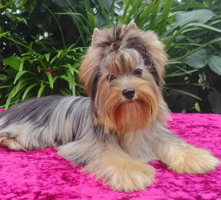 Gold Dust Merle Yorkie puppy with masked merle pattern