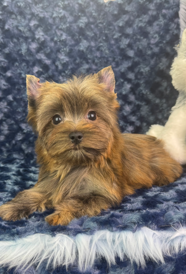 Sable Yorkie puppy with warm golden and charcoal tones
