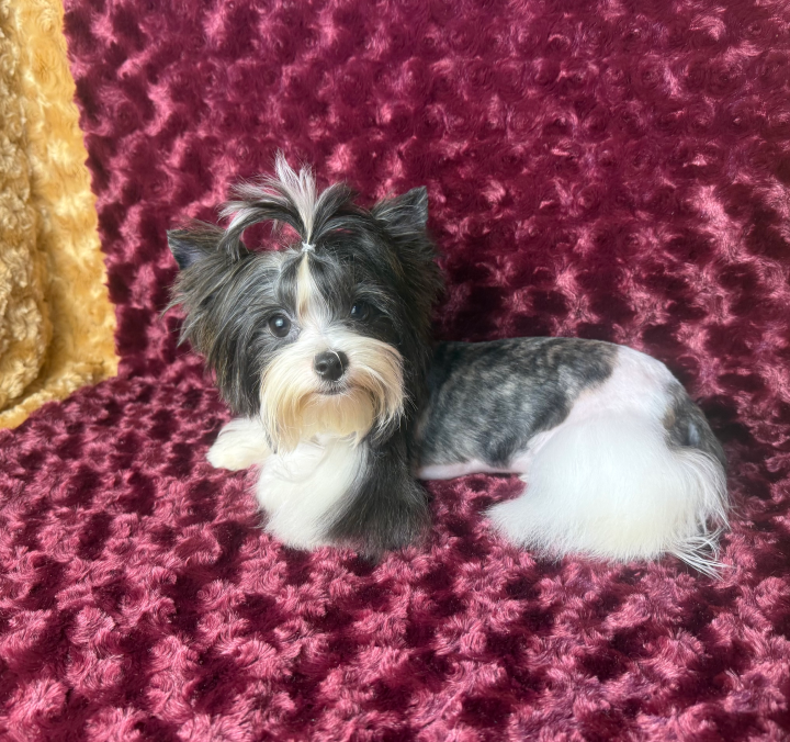 Tiger Brindle Yorkie with unique rare color pattern