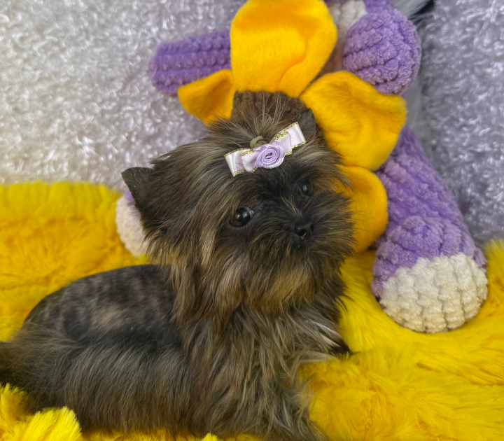 Sable Brindle Yorkie puppy with flower bow showing rare coat pattern