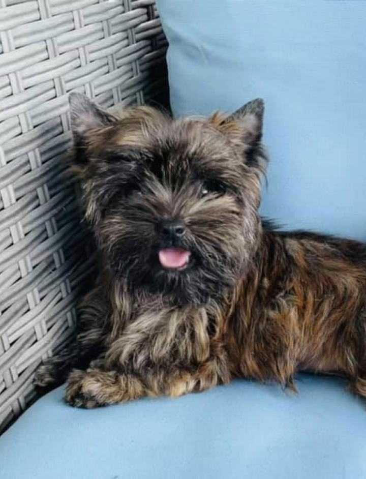 Dark Brindle Yorkie puppy with layered tiger pattern