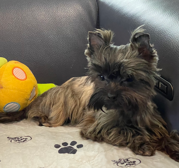 Long coat Brindle Yorkie with softly blended sable coloring