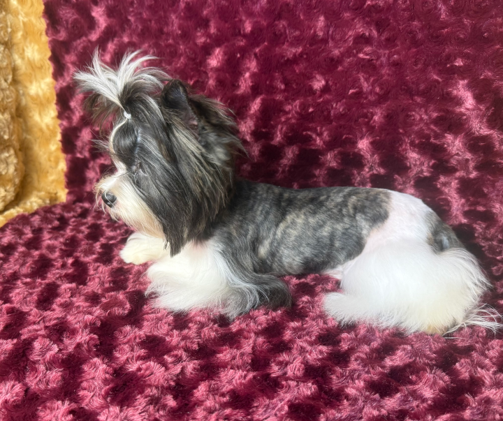 Parti Brindle Yorkie with white base coat and brindle patches