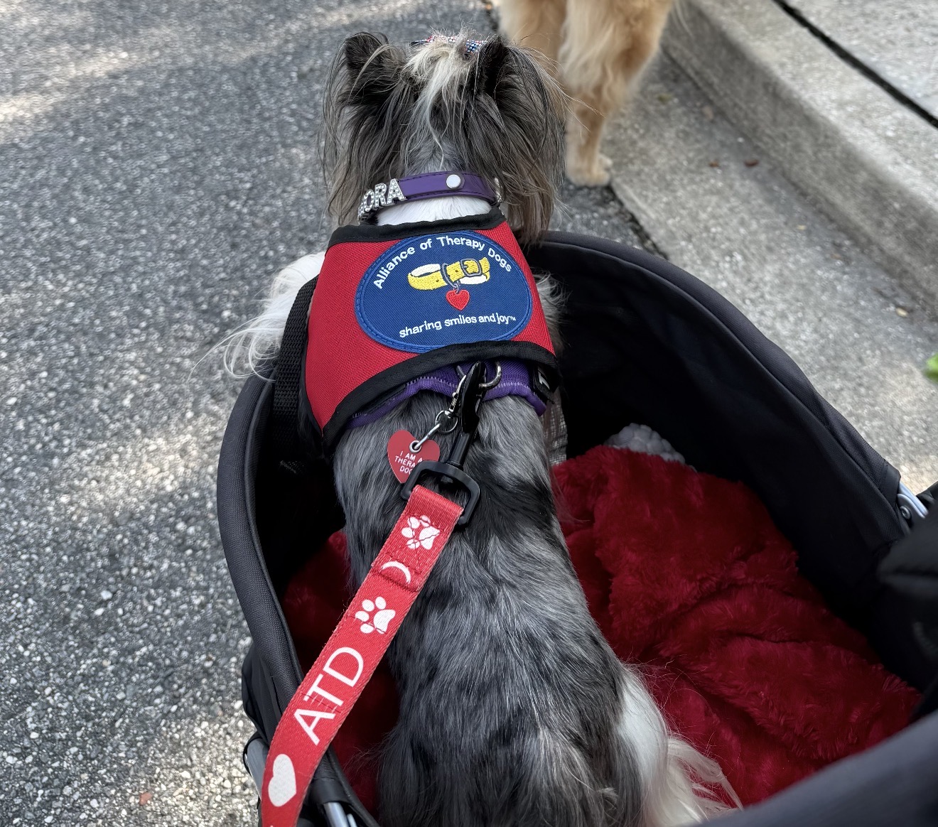 Aurora wearing her therapy-dog vest.