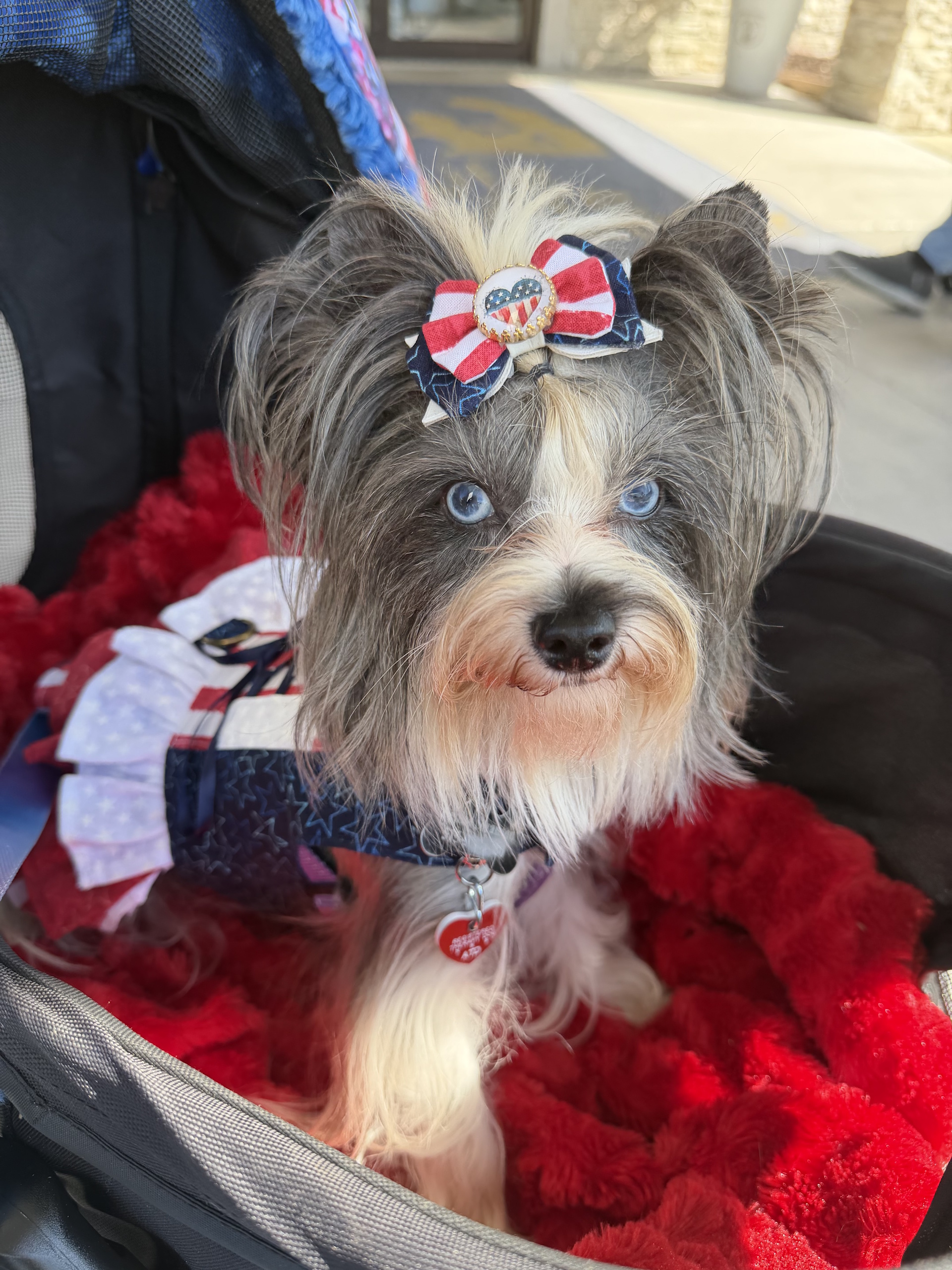 Aurora, a Yorkie and therapy-dog team member, seated in a stroller.