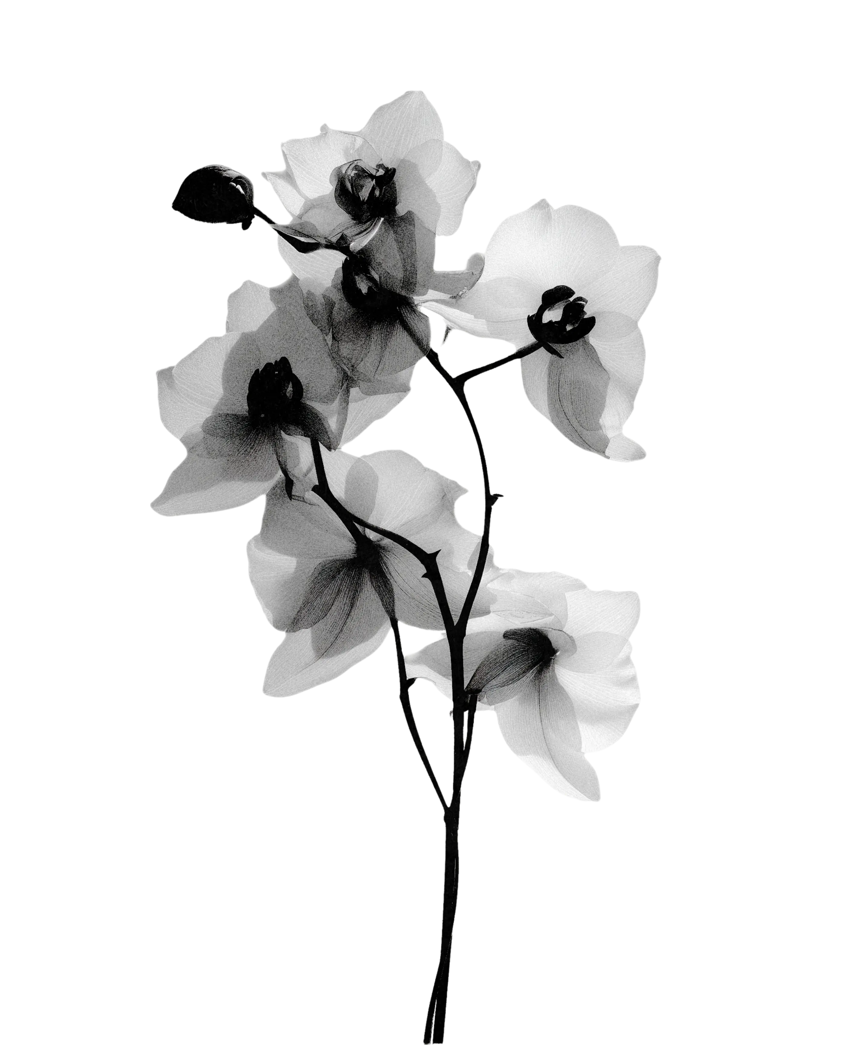 Black and white painted flowers