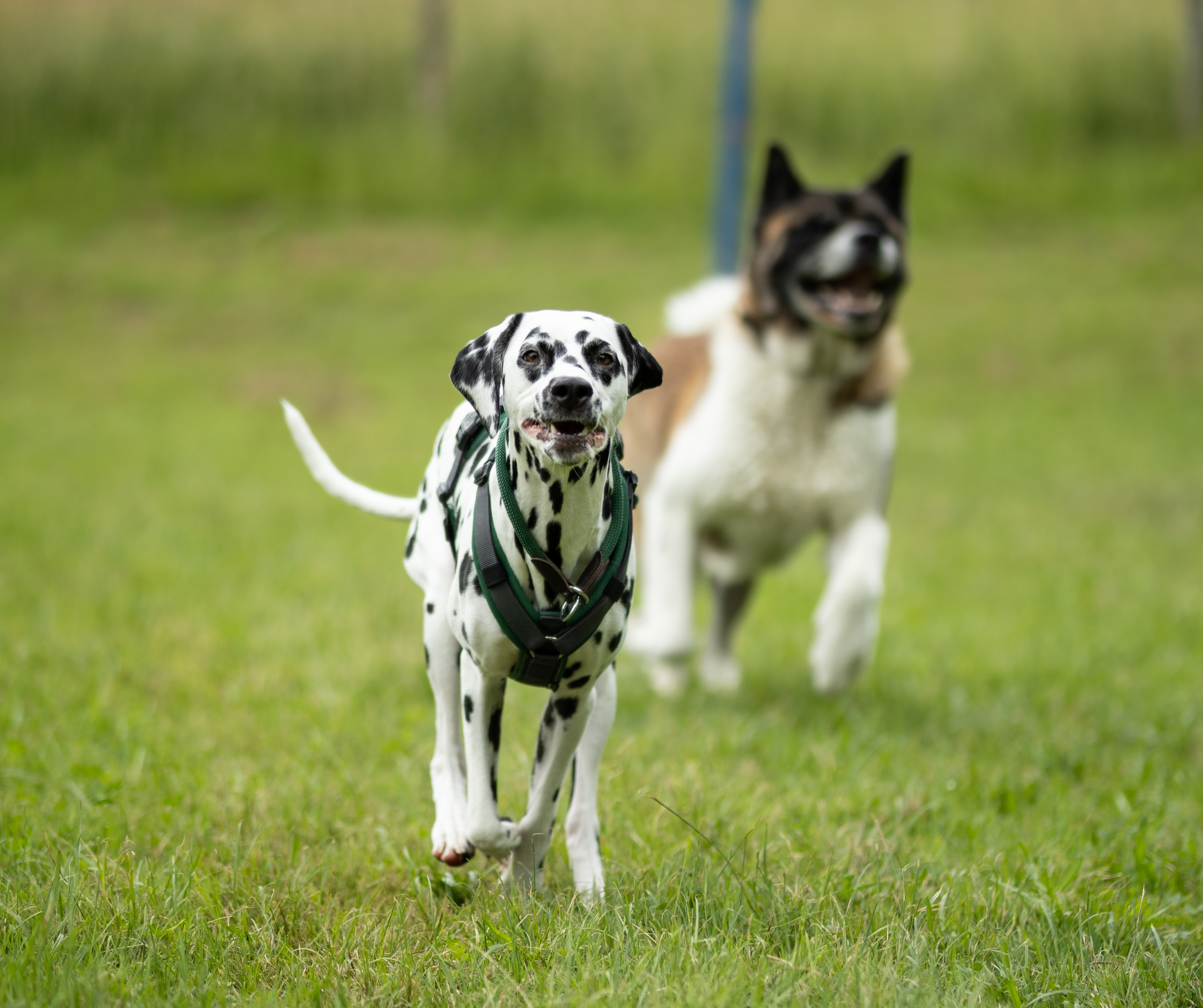 Zwei Hunde rennen über eine Wiese, ein Dalmatiner voran