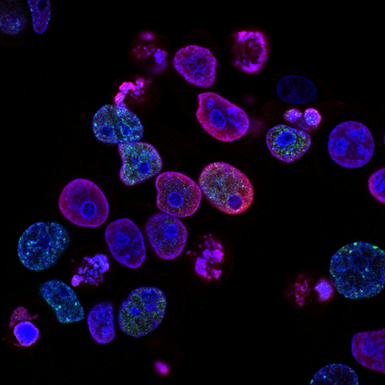 Cellular microscopy representing peptide therapy
