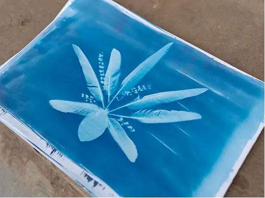 A cyanotype print shows a detailed silhouette of a fern with elongated leaves against a vibrant blue background created using pigeon feathers as a tool