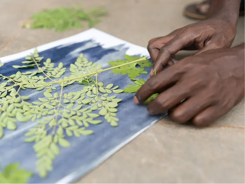 Close-up of hands arranging delicate green leaves on a blue and white textured paper, for creating cyanotype art