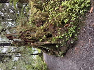 IMG_1364.jpeg