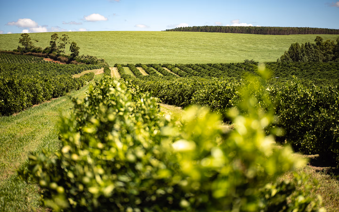 Green agricultural fields with rows of crops under a blue sky with scattered clouds.