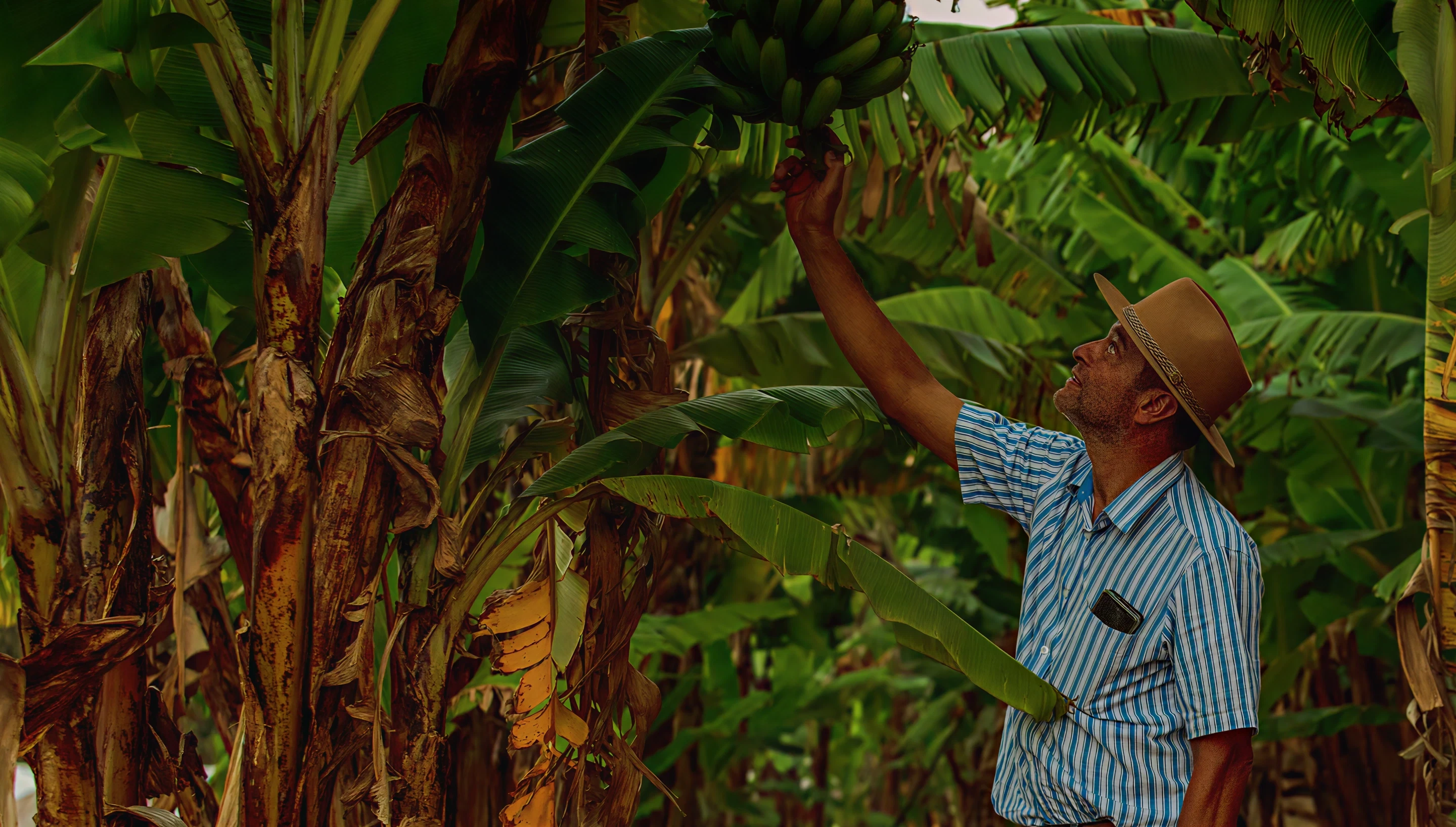 Man in hat and striped shirt picking green bananas from a banana plant in a dense plantation.