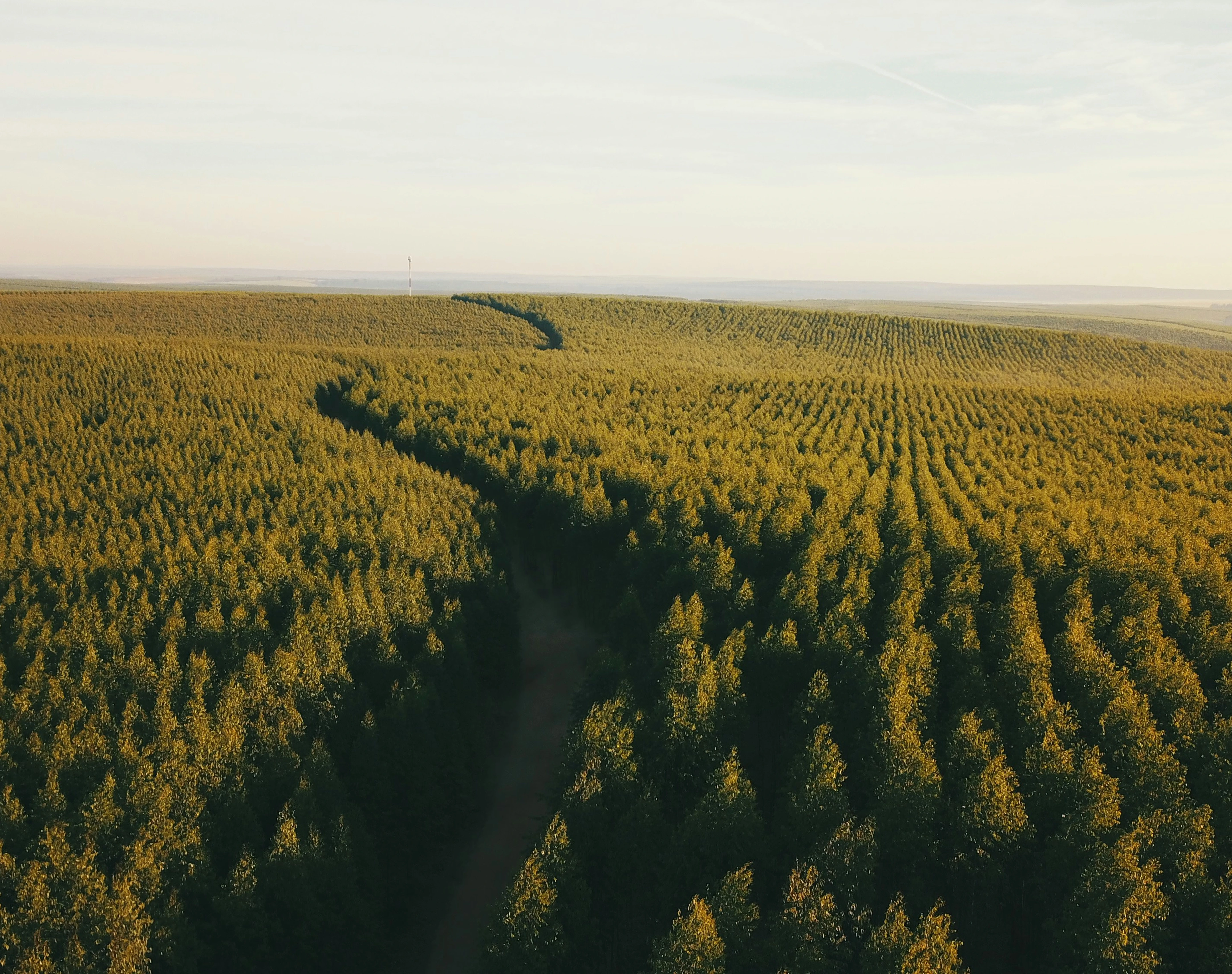 Aerial view of dense green forest with a winding dirt path cutting through the trees.