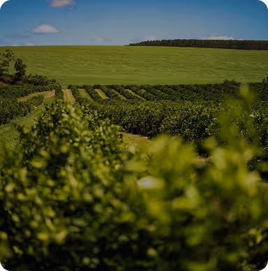 Expansive green fields with rows of trees under a partly cloudy blue sky.