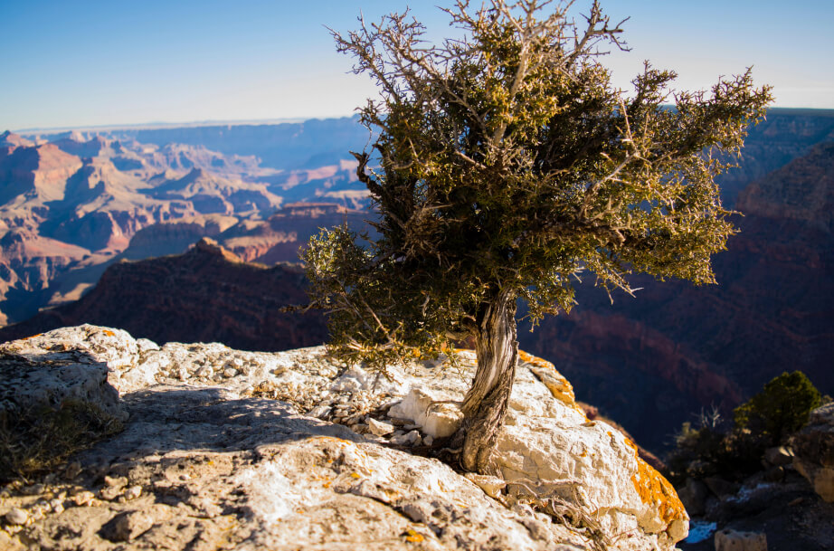 Knorriger Baum, der hoch auf einem Berg etwas schief aus einer Felsspalte gewachsen ist. Im Hintergrund Gebirgsketten