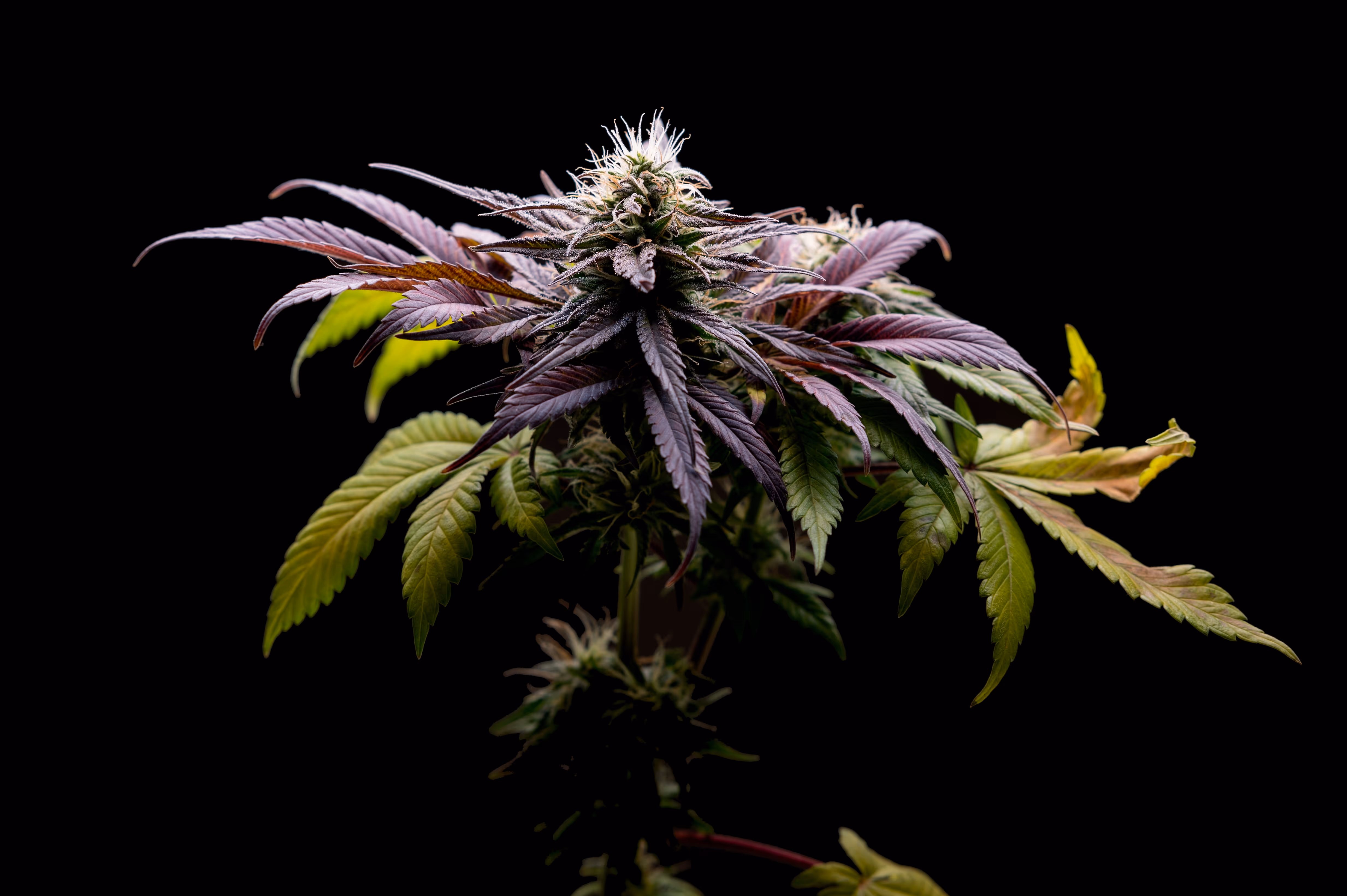 Planta de cannabis al atardecer, ambiente del Club Guru en Barcelona