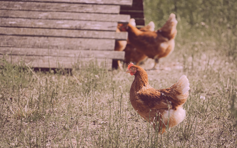 Cadeaux pour poules 200€
