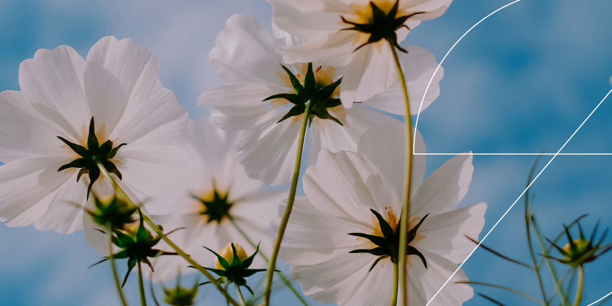 Your 4/20 Cannabis Digital Advertising Checklist: Audience Data, Ad Creative, Attribution