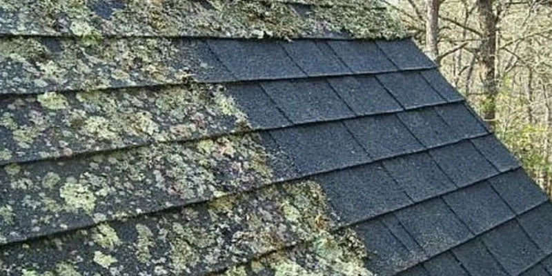 mold in asphalt shingle roof