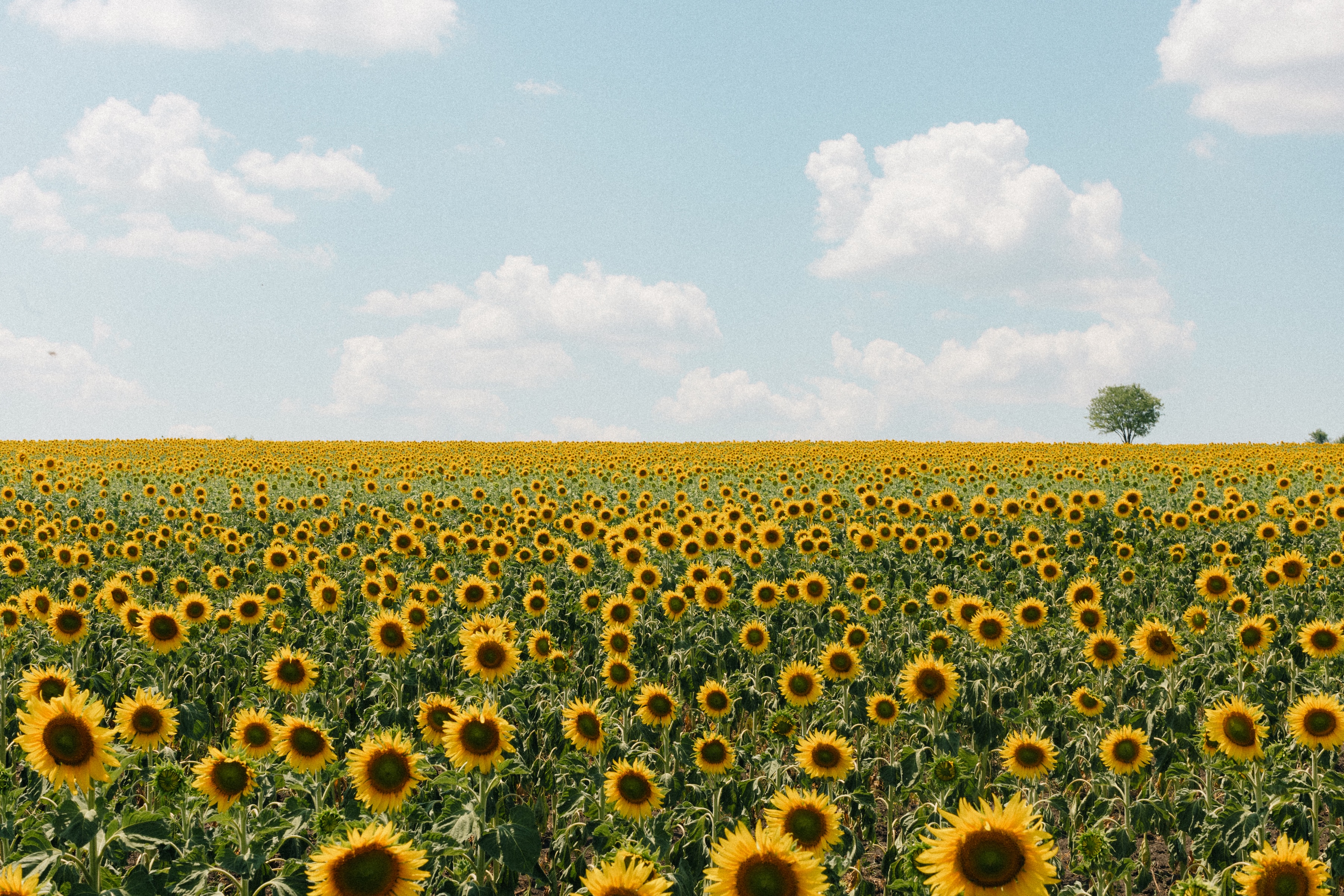 Filming in a sunflower field in Moldova