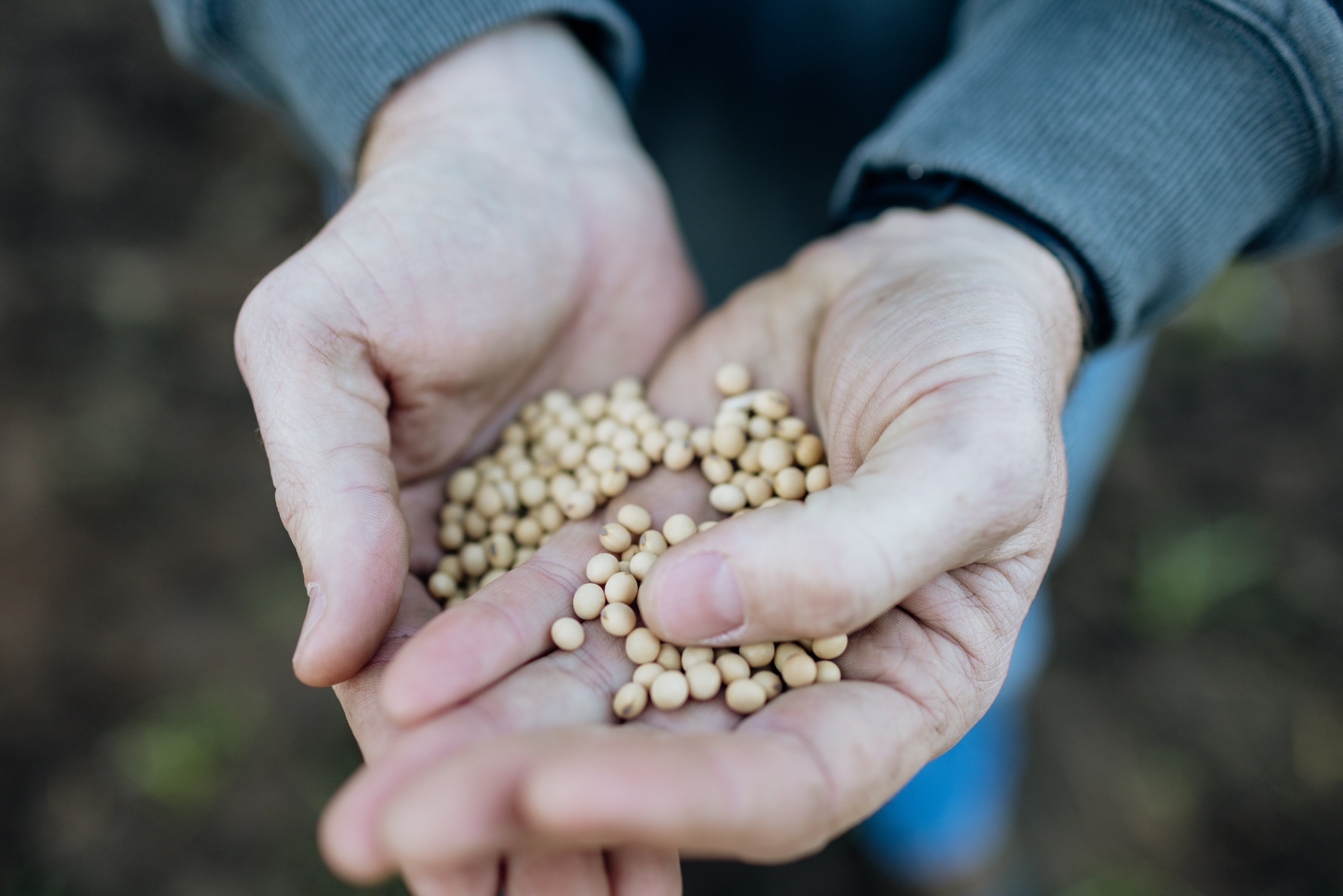 Soybeans in the hands of Georgia farmer Jesse Patrick, photographed by Rushmore