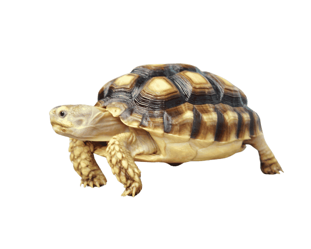 Lucie la tortue gardée dans son jardin en juillet 2026 par notre pet sitter