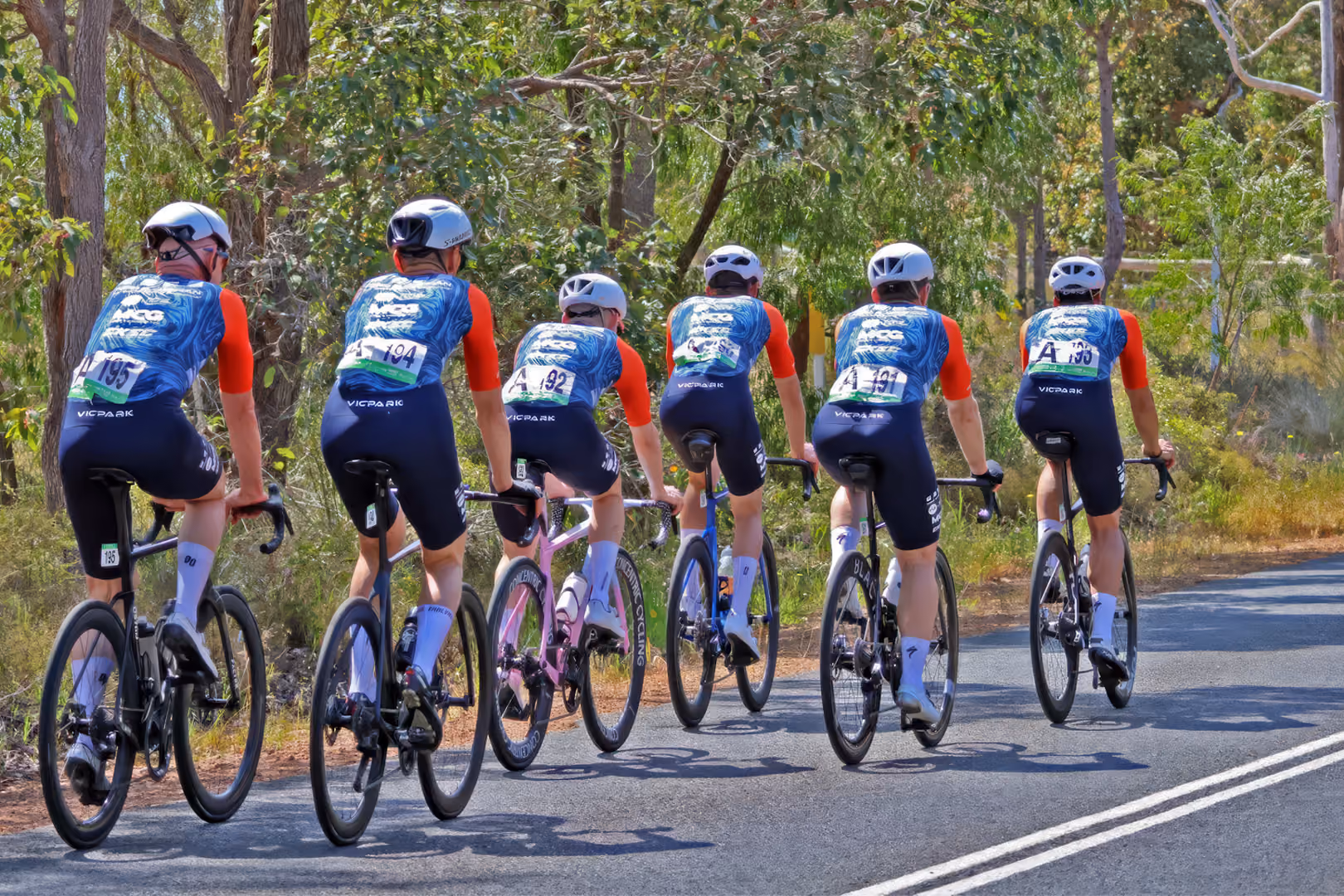 Six cyclists in colorful gear riding racing bikes on a tree-lined road in sunlight.