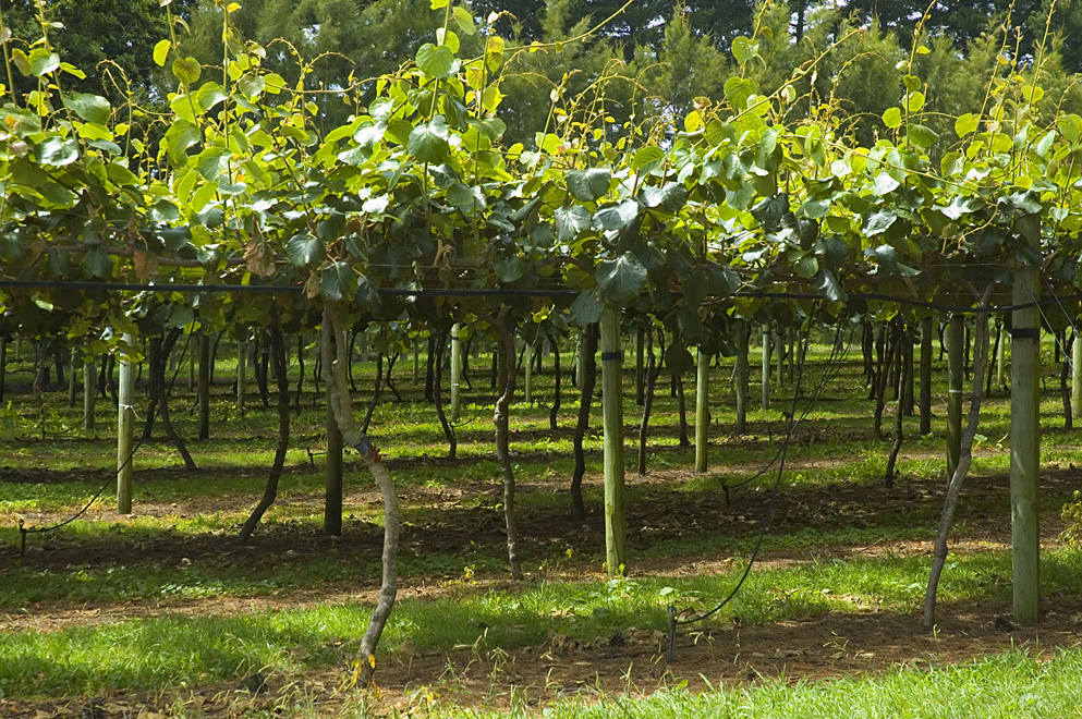 SNZI NO-GMO kiwifruit — natural breeding only