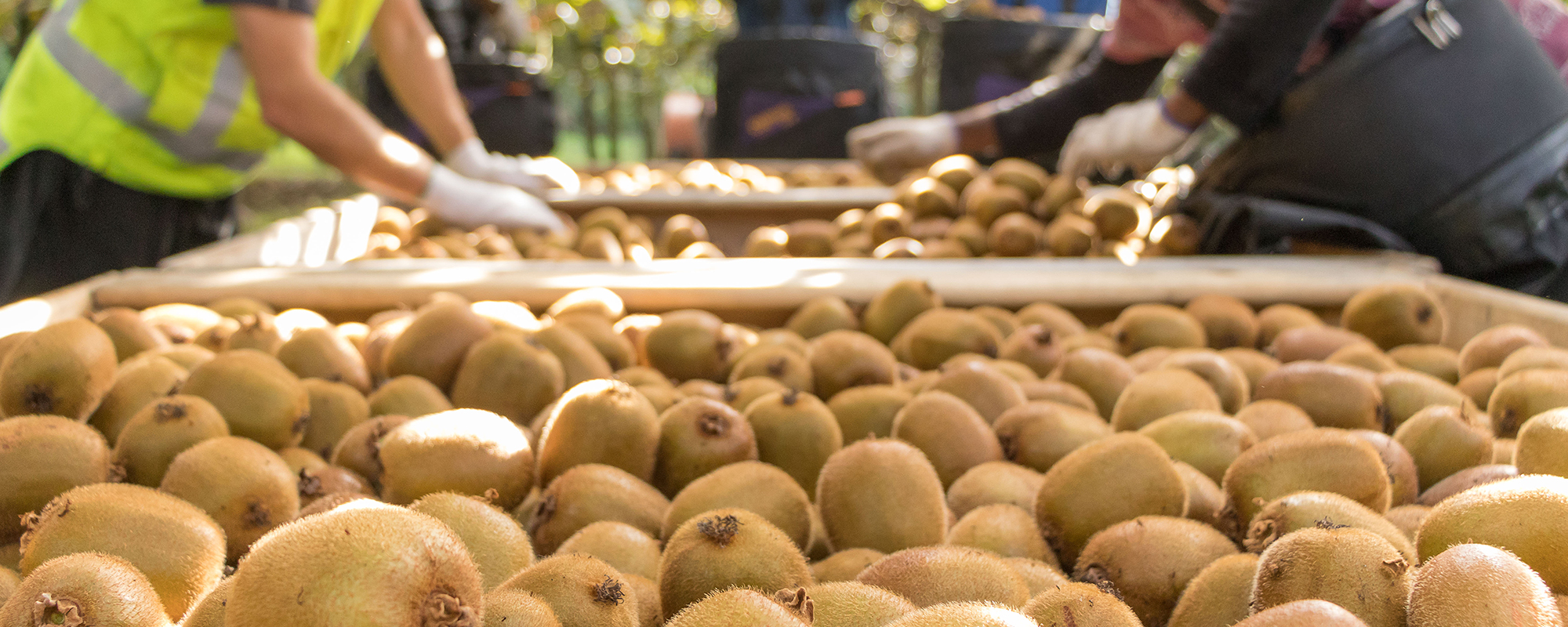 SNZI NO-GMO kiwifruit — natural breeding only