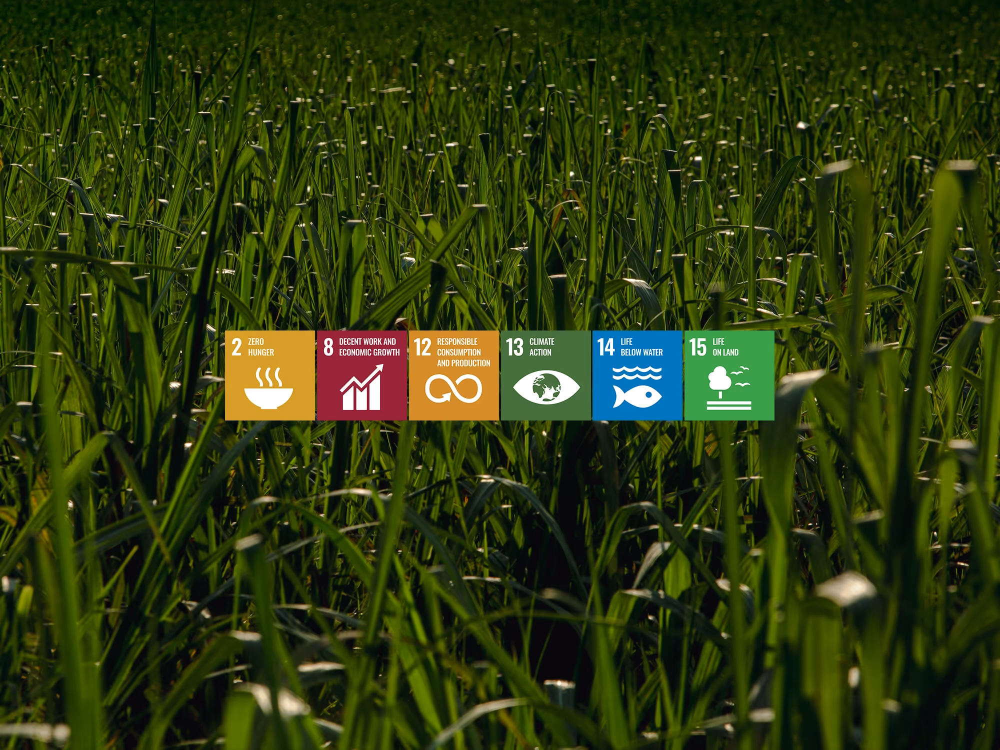 Green field with SDG icons