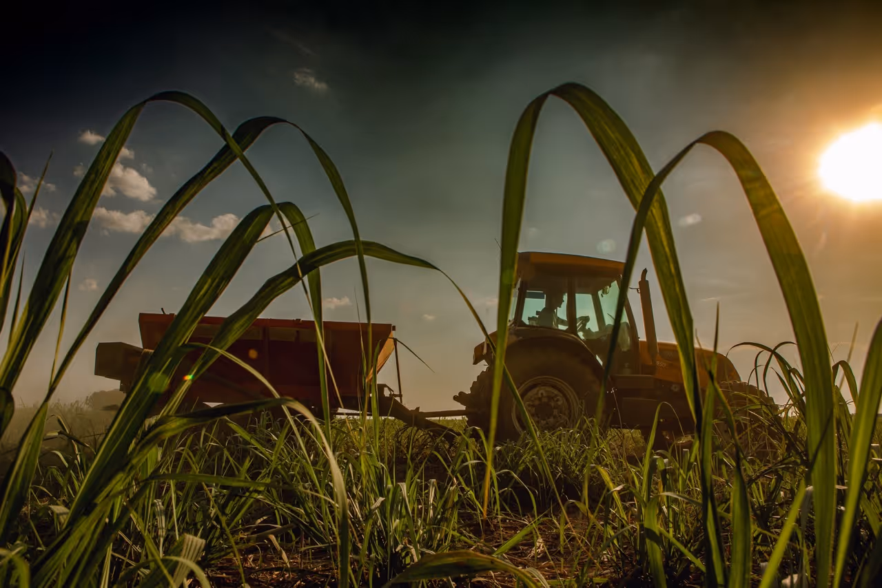 Tractor with plants in the foreground. Man driving tractor