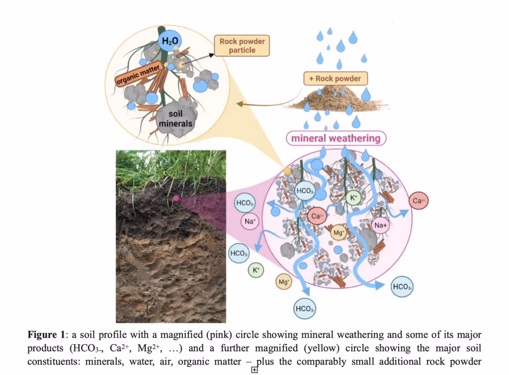 A soil profile showing mineral weathering and some of its major products and major soil constituents