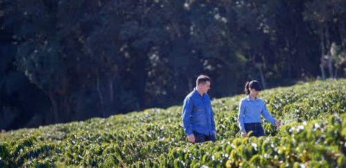 Two agricultural professionals inspecting crop health while walking through a farm participating in carbon removal initiatives.