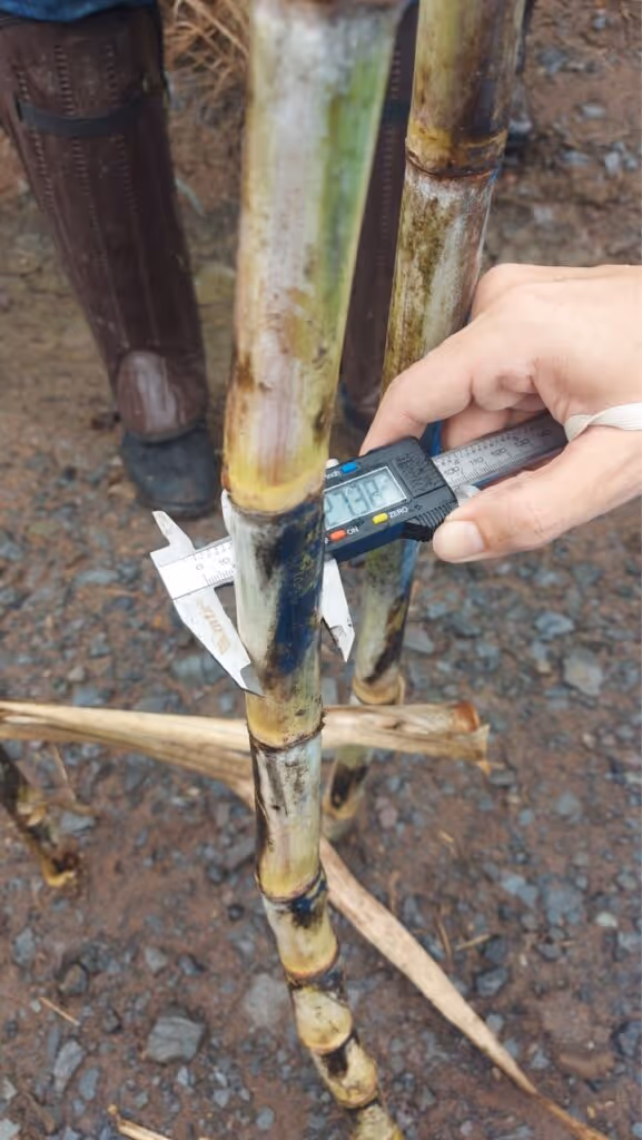Harvesting and measurements of sugar cane stalk to assess improvements in yield.