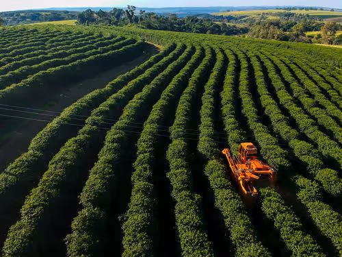 Aerial view of cultivated crop fields in Brazil with harvesting machinery operating between rows of plants.