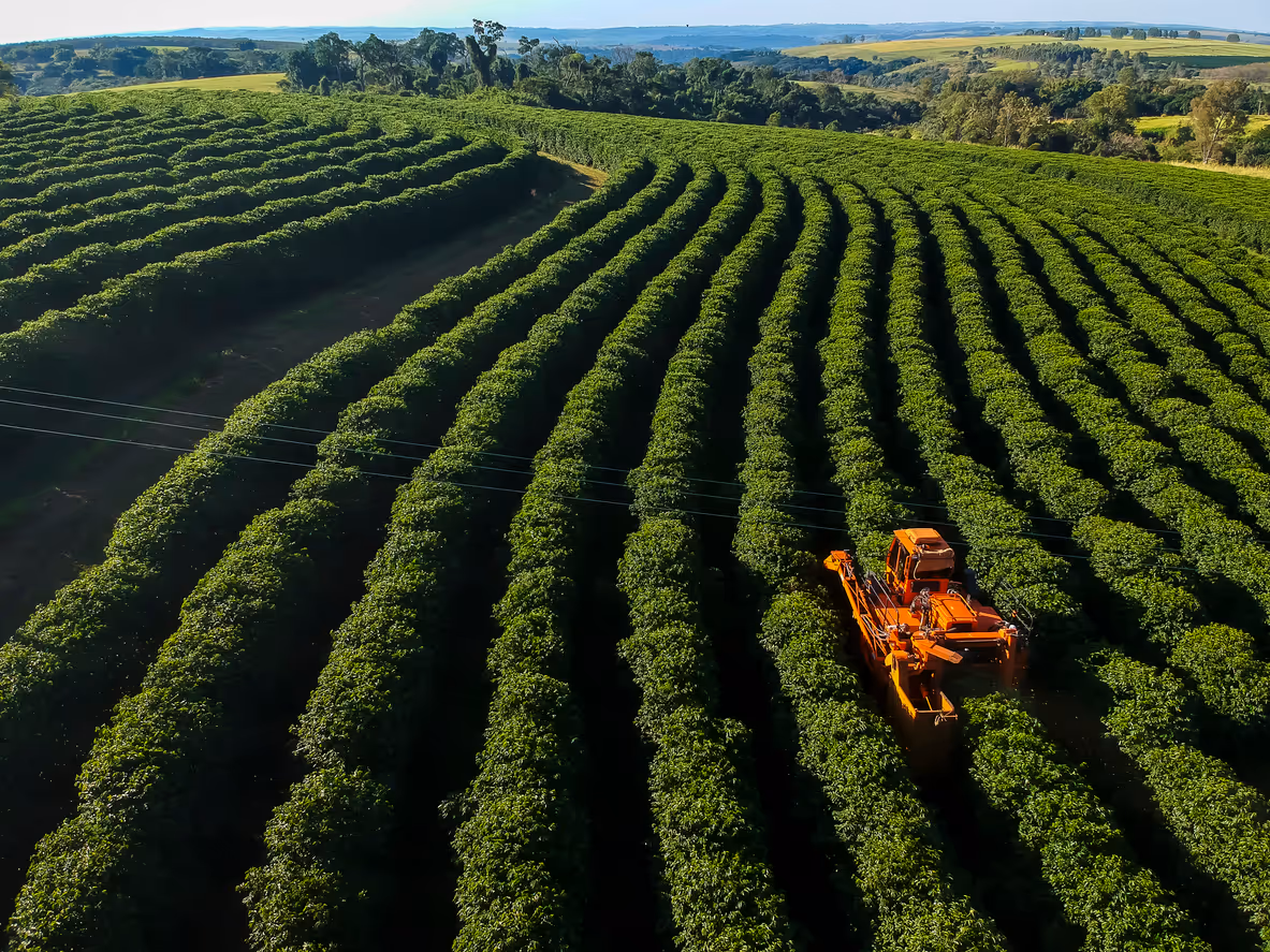 Aerial view of cultivated crop fields in Brazil with harvesting machinery operating between rows of plants.