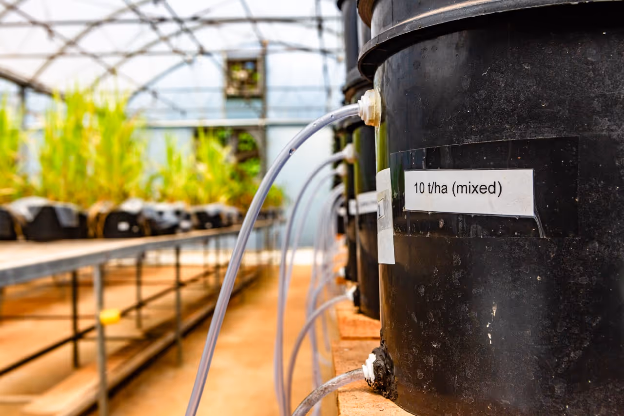 Picture of pot experiments in a greenhouse