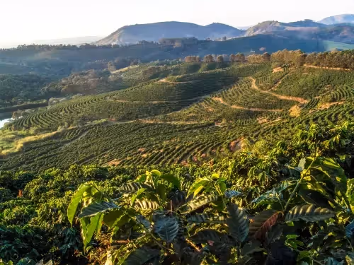 Rolling agricultural landscape in Brazil with cultivated crop rows stretching across hills and valleys.