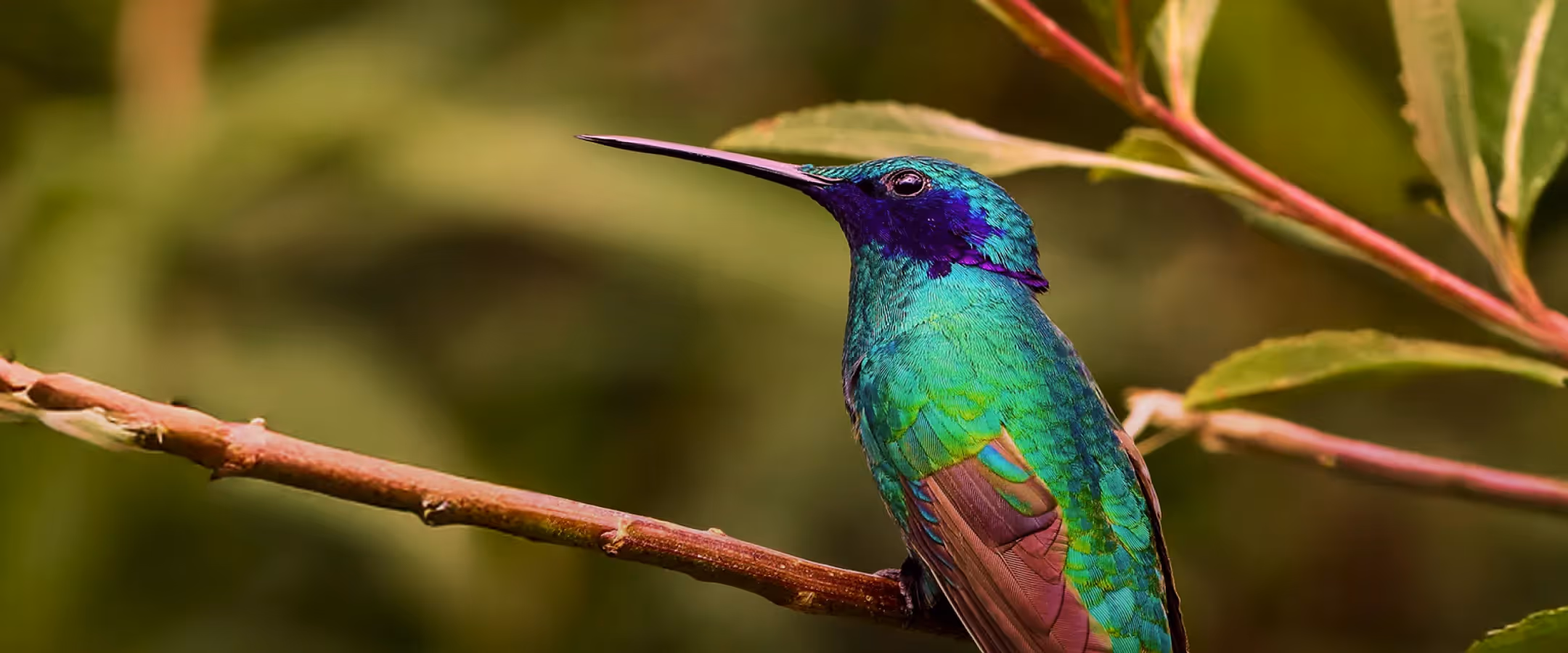 Iridescent hummingbird perched on a branch in a tropical forest, displaying vibrant green and purple feathers.